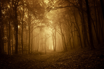 Naklejka premium jesienny zachód słońca w ciemnym lesie