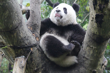 Fototapeta premium Baby Panda