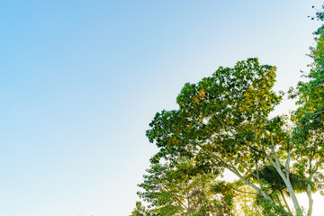 Obraz premium Golden light ray at Tree in the corner on blue sky with small moon.Use for background or for inset text.