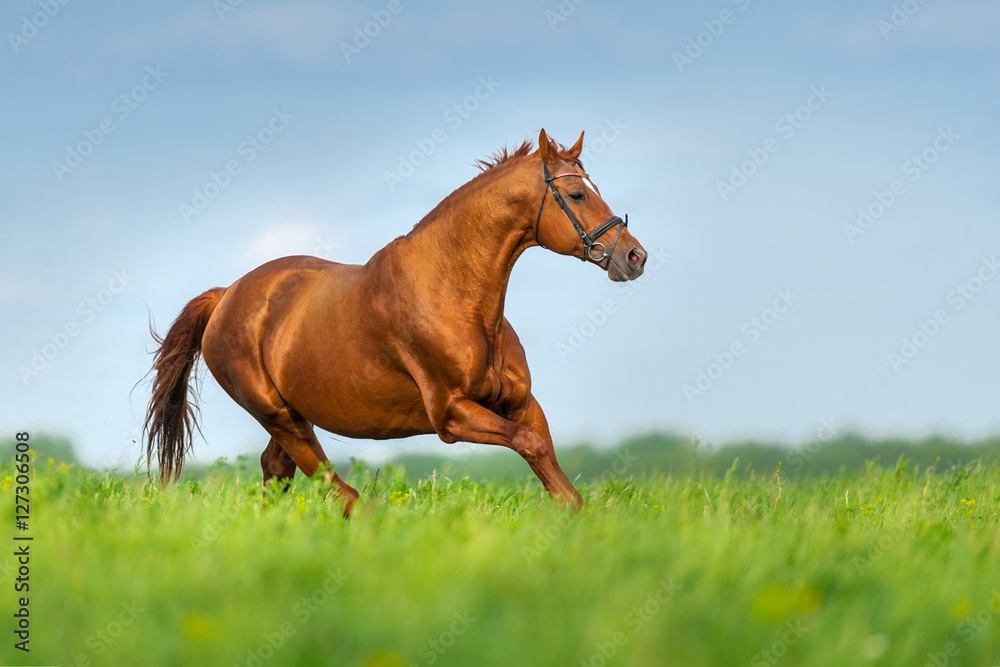 Wall mural red horse run on summer pasture