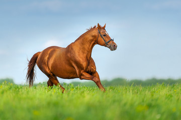 Red horse run on summer pasture