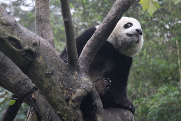 Fototapeta premium Baby Panda