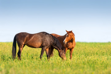 Fototapeta na wymiar Two horse grazing on pasture at summer day