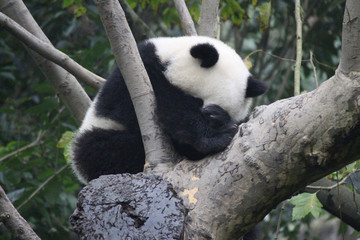 Fototapeta premium Baby Panda