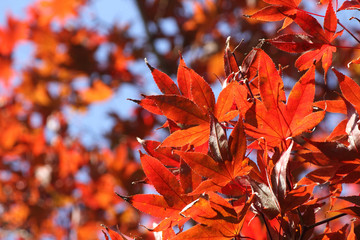 紅葉・日中