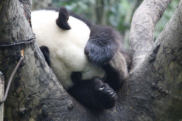 Fototapeta premium Baby Panda