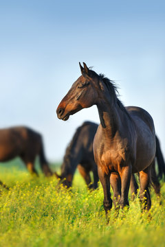 Fototapeta Horse standing against herd on spring pasture