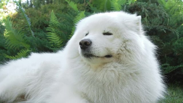 Samoyed dog lying in the grass