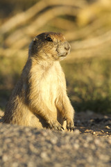 prairie dog standing at its burrow