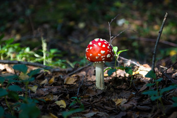 Mushroom picking in Belarusian forest