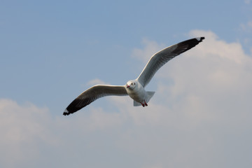 Flying seagull 