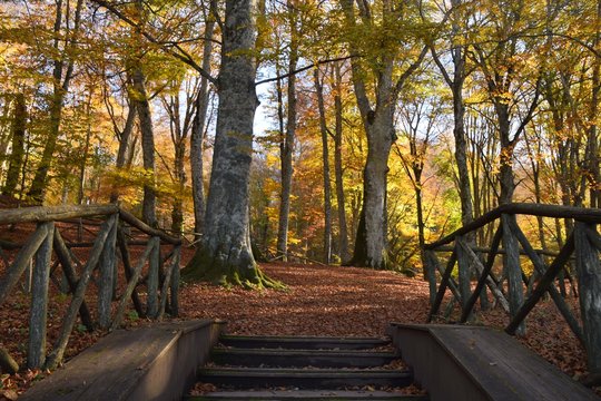 Salita alla faggeta del Monte Cimino