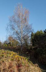 Herbstland- Entlaubte Birke
