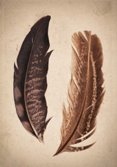 Old vintage paper texture background with feathers