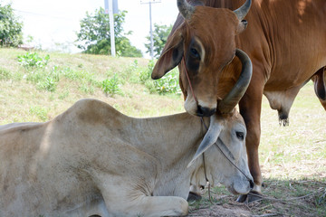 Two cows tease snuggle together in the shade to avoid heat of th