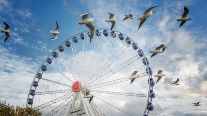 Riesenrad in Düsseldorf, Möwen fliegen im Vordergrund