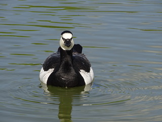 Stunning duck swimming.