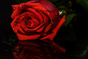 red rose black background water