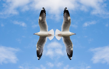 white seagull flying in sky