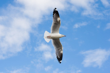 white seagull flying in sky