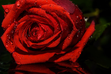 red rose black background water
