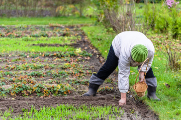 Female gardener planting garlic in the vegetable garden. Autumn gardening.