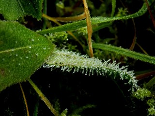 Frost on leaf during winter