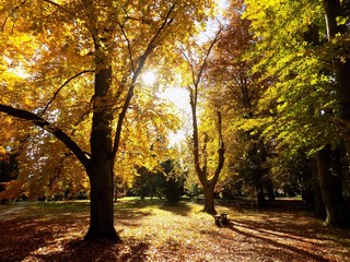Obraz na płótnie Canvas Shining sun in park during autumn