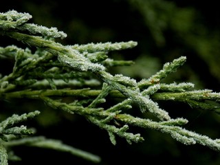 Frost on bush during winter