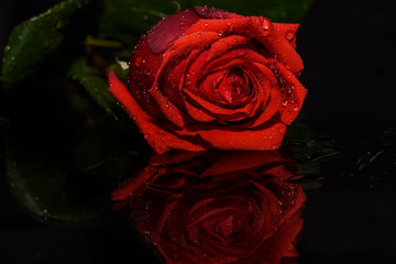 red rose black background water