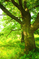 summer in sunny oak forest