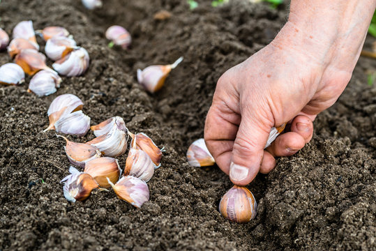Hand planting garlic in the vegetable garden. Autumn gardening.