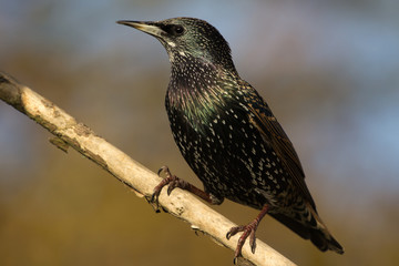 Starling (Sturnus Vulgaris)
