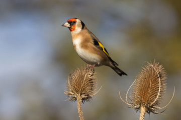 Goldfinch (Carduelis Carduelis)