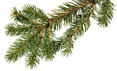 Christmas tree. fir tree.