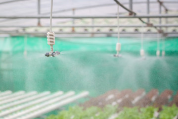 watering system in Vegetables hydroponics garden ,Organic hydrop