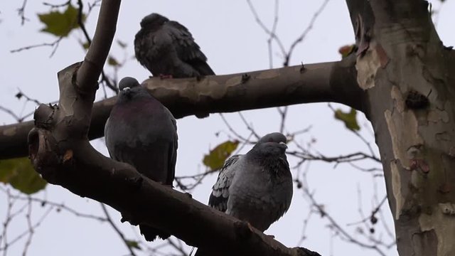 Tauben auf Ast im Herbst