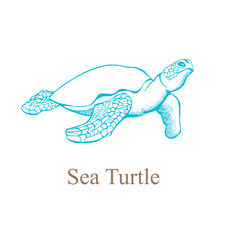 Hand drawing of a sea turtle. Vector illustration