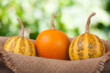 Orange and striped decorative pumpkins on a wooden table with sackcloth blurred garden background