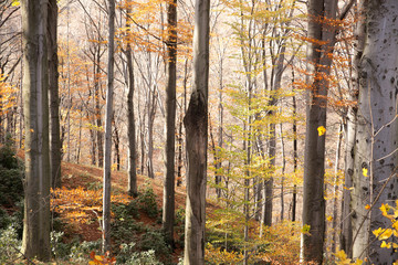 Obraz premium autumn