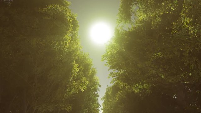 Sun rays through the trees, loopable animation through the forest