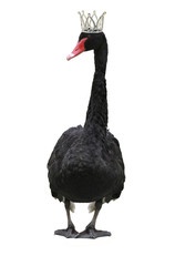 Fototapeta premium black swan