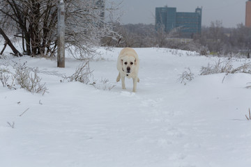 Labrador dog in winter outdoors