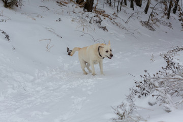 Labrador dog in winter outdoors