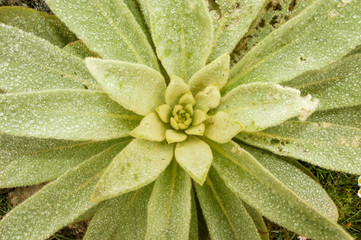 Tropical vegetation in La Reunion Island