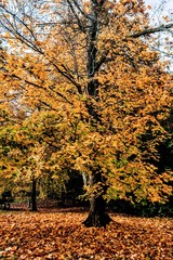 batsford arboretum cotswolds