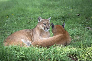 Cougars beschermen zichzelf met uw bedrijf.