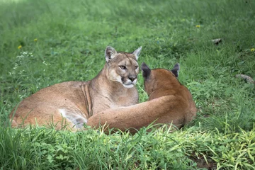 Abwaschbare Fototapete Puma Cougars schützen sich mit Ihrem Unternehmen.