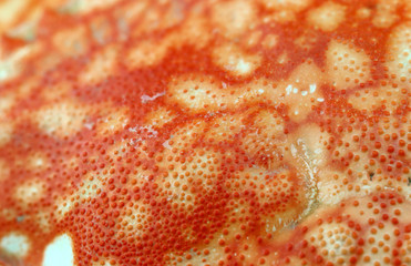 abstract background texture from shell crab