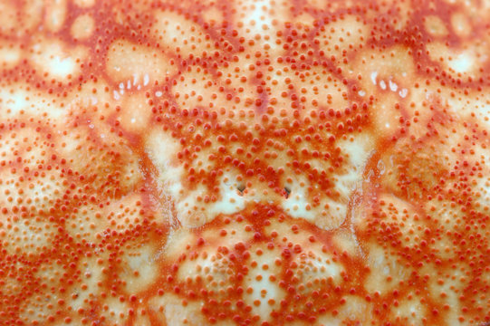 abstract background texture from shell crab